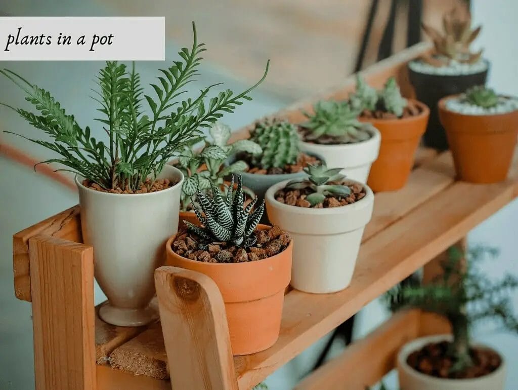 plants in a pot