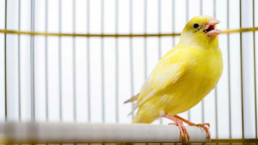 Are Canaries Noisy? 1