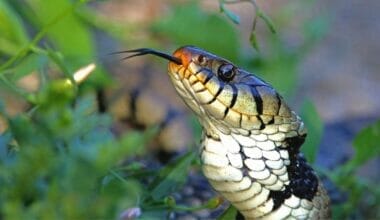 How Do Snakes Make Noise? 1