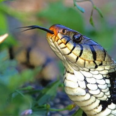 How Do Snakes Make Noise? 1