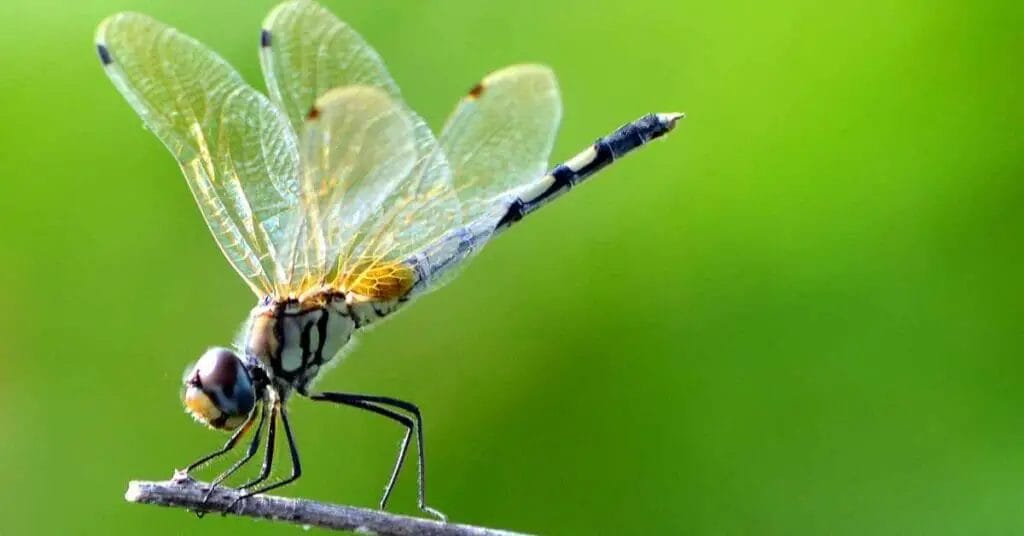 Do Dragonflies Make Noise? 1