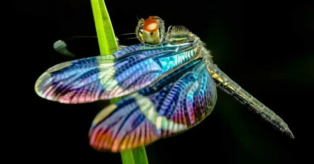 Do Dragonflies Make Noise? 2