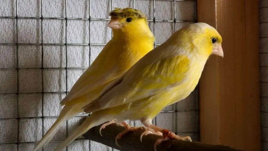 Are Canaries Noisy? 2