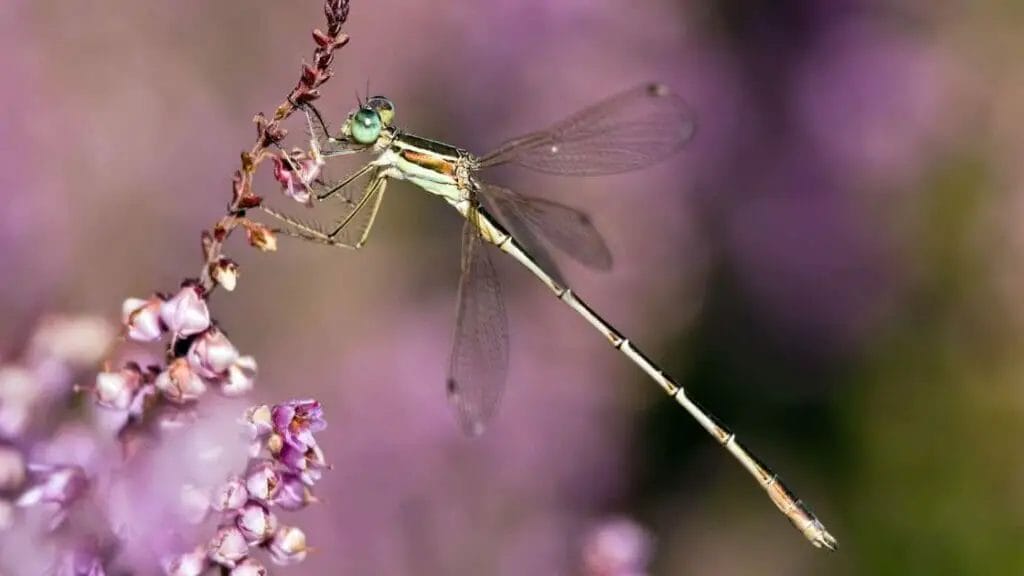How Does a Dragonfly Make Noise? 1