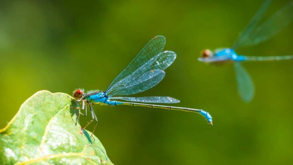 How Does a Dragonfly Make Noise? 2