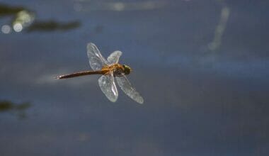 How Does a Dragonfly Make Noise? 1