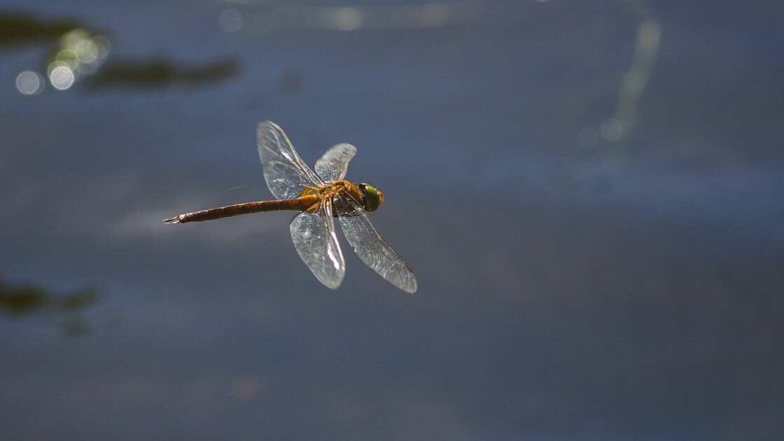 How Does A Dragonfly Make Noise?